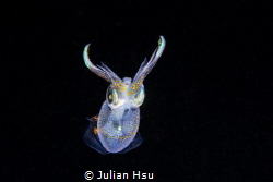 Juvenile squid (~2cm) by Julian Hsu 